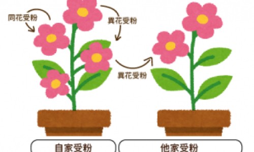 营养均衡晚餐菜肴网 | 营养晚餐吃什么好,晚餐怎么搭配营养均衡